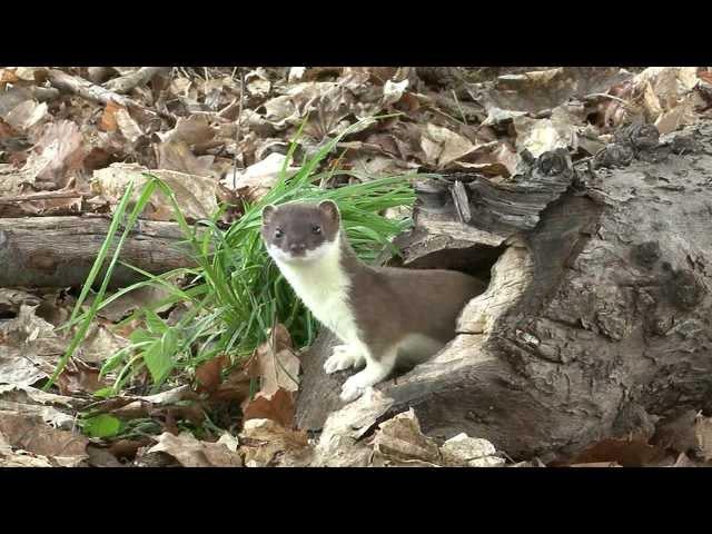 Large weasel (Hermelin)catches a mouse