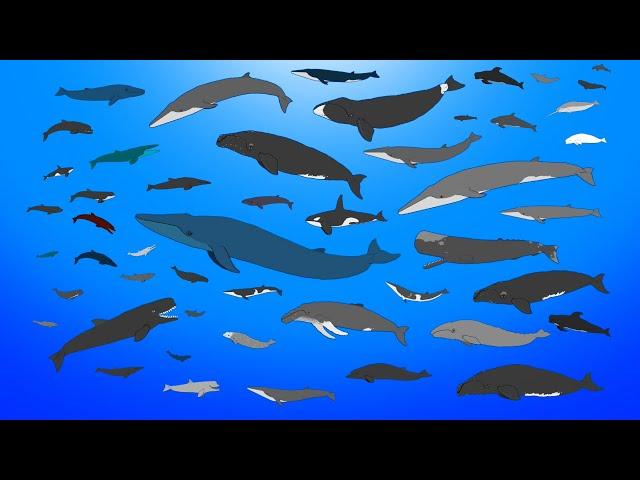 Whales Size Comparison Animation - Living and Extinct / Prehistoric (NEW)