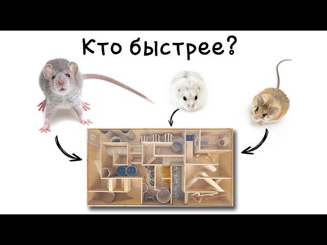 СДЕЛАЛИ СЛОЖНЫЙ ЛАБИРИНТ! Кто быстрее пройдет ЛАБИРИНТ!? КРЫСА, ХОМЯК или МЫШЬ.