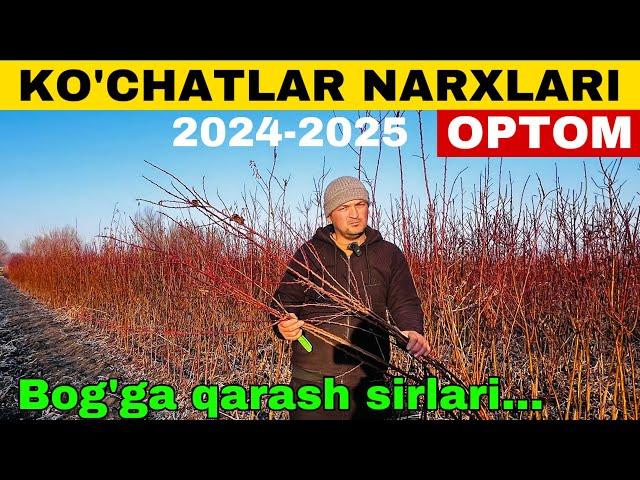 Samarqand Optom mevali ko’chatlar … Samarqand ko’chatlar bozori 2024-2025
