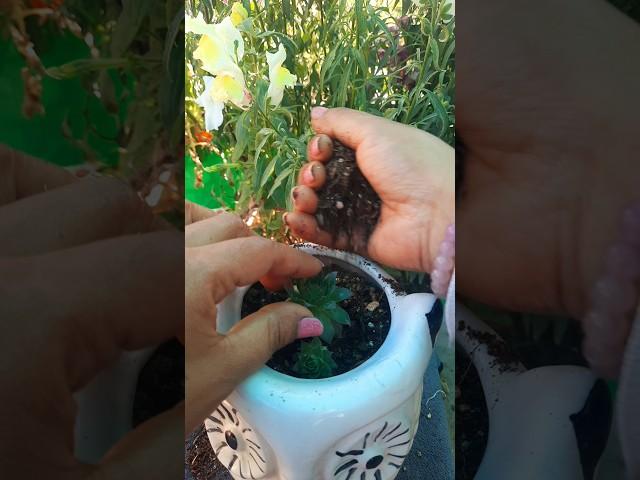 Laxmi kamal #gardening #explore #shorts s