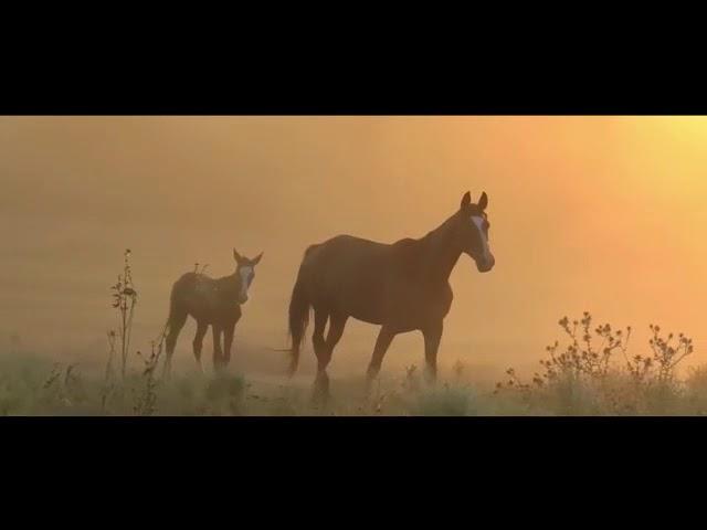 Александровский район