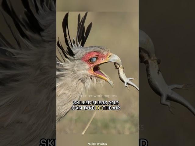 Secretary Bird | The Tyrant Of Both Ground And Sky