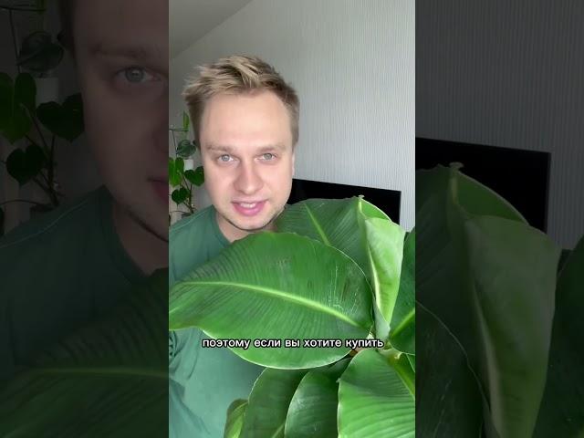 Банан просто топ в плене роста! 🪴 #банан #растения #комнатныерастения #plants #banana