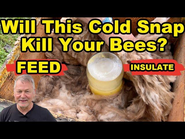 Beekeeping TIPS For Upcoming Spring COLD SNAP! Get Ready