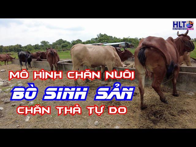 Mô Hình Chăn Nuôi BÒ SINH SẢN THẢ ĐỒNG - Mô Hình Chăn Nuôi Bền Vững