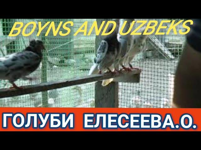 " ГОЛУБИ " BOYNS AND UZBEKS. В ГОСТЯХ У ЕЛЕСЕЕВА.О. .П.САНДАТА. РОСТОВСКАЯ. ОБЛ. 3.08.2021.Г.