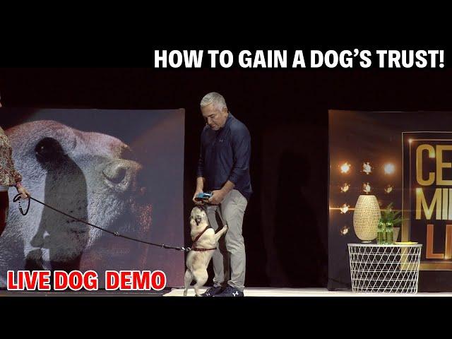 How To Teach ‘Sit’ Like A Pro -- No More Begging! | Live Dog Demos