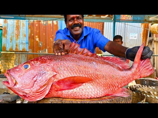 KASIMEDU  SMILE SEKAR | BIG RED SNAPPER FISH CUTTING VIDEO | IN KASIMEDU | FF CUTTING 