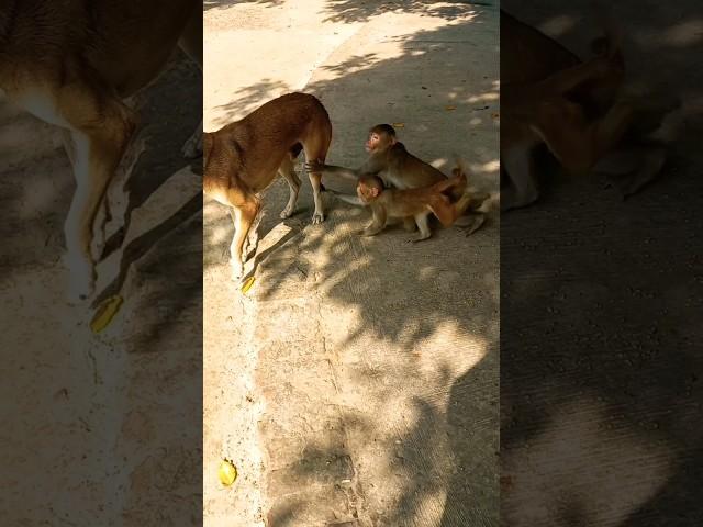 dog vs monkey fight   #shorts