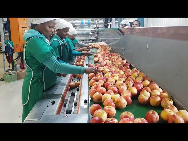 Redpack Flowrap apples 75 packs per minute