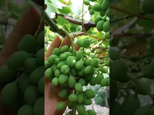 grape garden #shorts #grape #grapes #vine #uvas