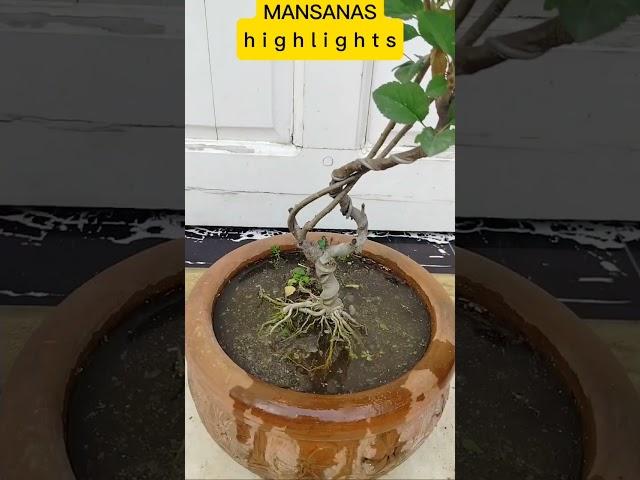 BONSAI APPLE #tutorialsvideo #bonsailovers
