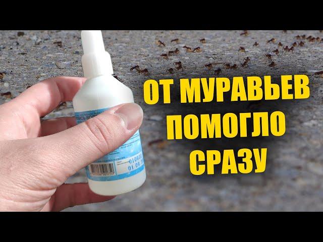 Муравьи не любят это! 2 капли и от муравьев и следа не останется! Избавит от муравьев без химии!