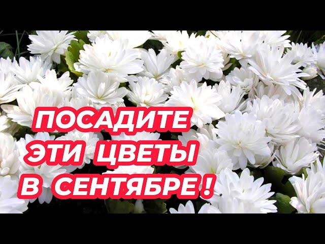 ЧТО ПОСАДИТЬ В СЕНТЯБРЕ? Посадите эти неприхотливые многолетники, которые порадуют пышным цветением!