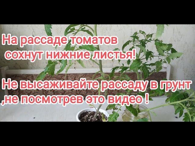 Почему у помидоров  сохнут листья? Причины,лечение.