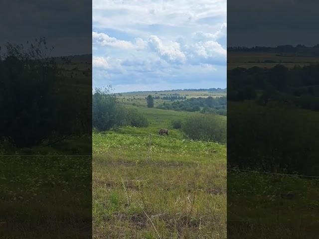 на лугу пасутся ко....