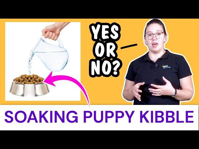 Soaking Puppy Kibble with Water: Questions Answered!