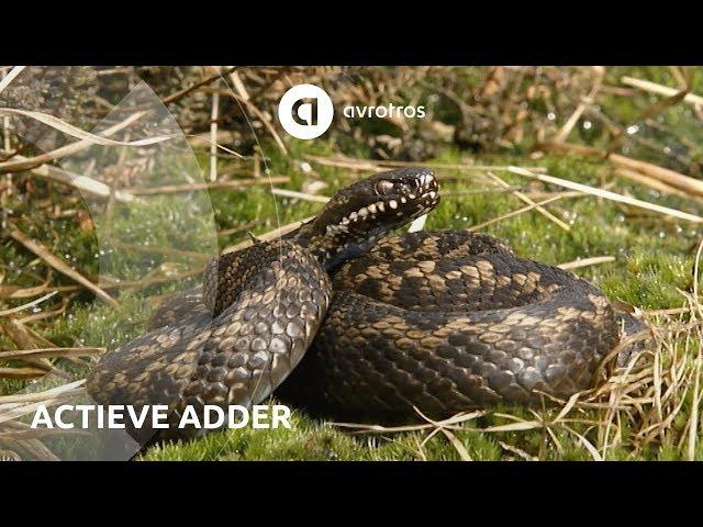 Wild in Nederland: actieve  adder