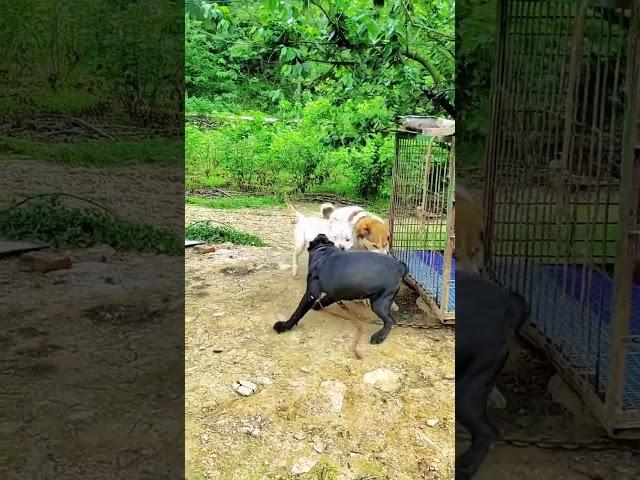 pitbull fight | Intense Pitbull Battle#pitbull #fight #fighting #dog #shorts #ytshorts