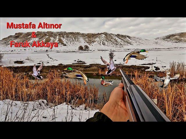 KARDA PARLAMA ÖRDEK AVI (LİMİTLER DOLDU) DUCK HUNTING GEENDEN JACHT ENTENJAGD CHASSE AU CANARD