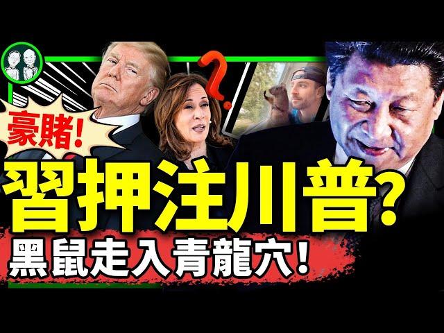 習近平押川普贏，愁武統要廢？中共對川普稱呼首度曝光，松鼠花生成2024美國總統大選黑兔，賀錦麗著急？廣東獨立後續（老北京茶馆/第1281集/2024/11/04）