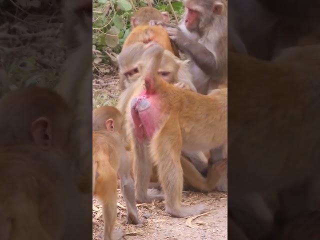 Monkey funny video   #shorts