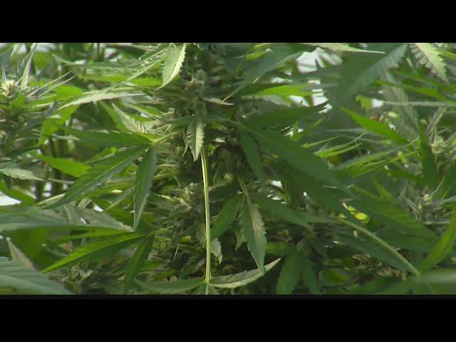 Cannabis lawyer and pot farmer share latest on NY market