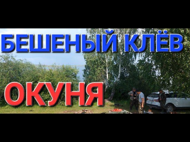 БЕШЕНЫЙ КЛЕВ ОКУНЯ