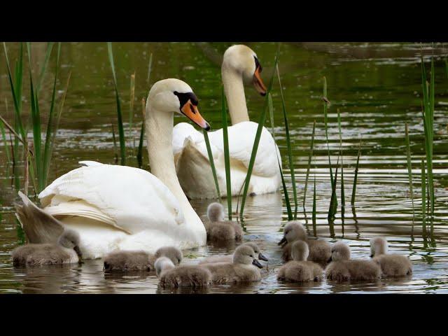 Swan Cygnets First Swim | 4K | Discover Wildlife | Robert E Fuller