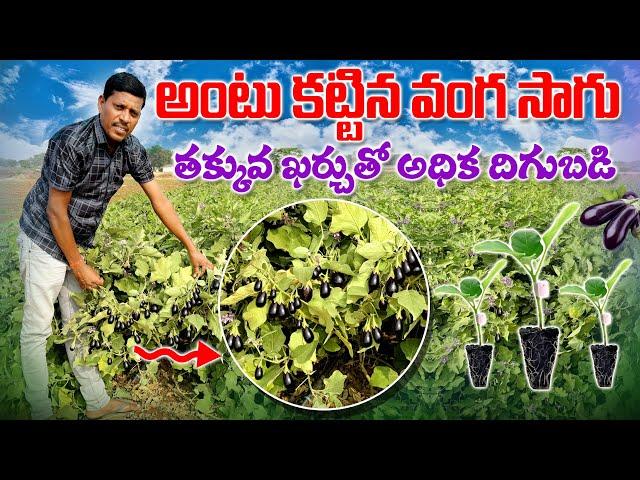 అంటు కట్టిన వంగ సాగు | Grafted Brinjal Cultivation | Grafting Vegetables | AgriTech Telugu