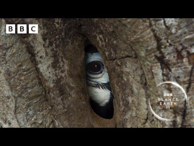 Devoted hornbill couple turn nest into fortress  | Planet Earth III- BBC