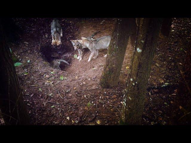 Different wolf members of the pack preparing burrow for pups