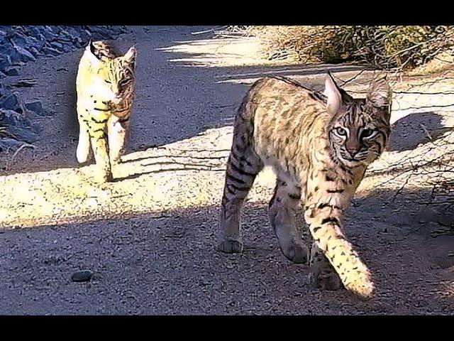 Young Bobcats, Owls Attacking Coyotes, Roadrunners, Snakes & Gila Monsters