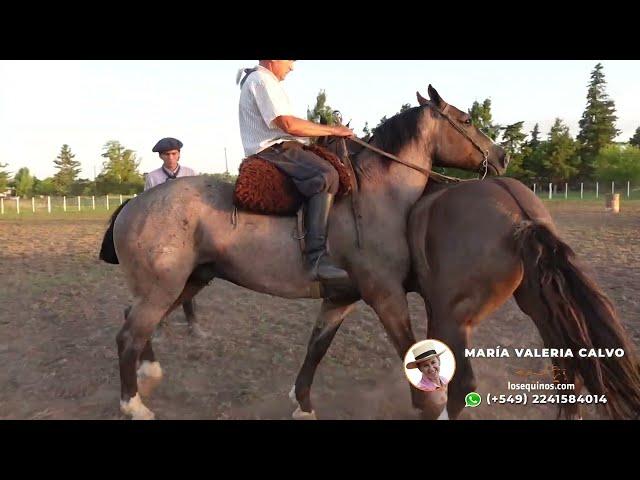 VENDIDO A CORRIENTES Moro destacado nuevito para seguirlo LOSEQUINOS.COM