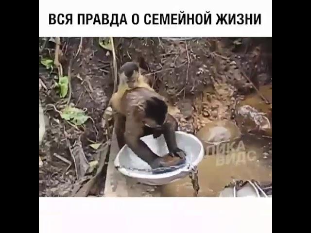 Семья обезьян