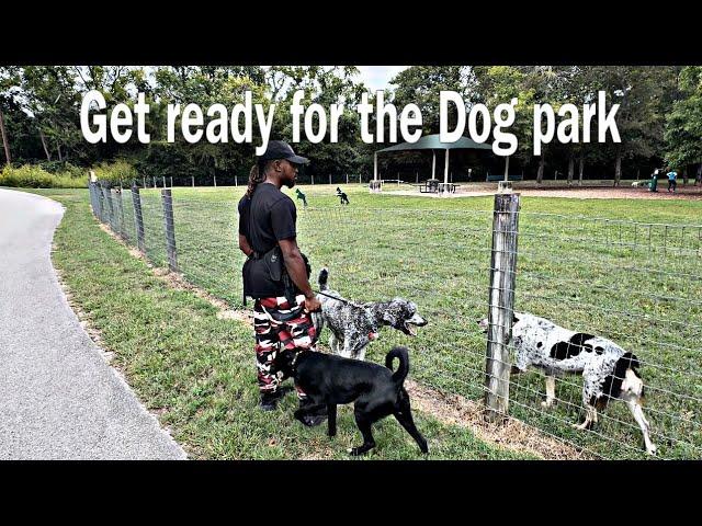 WHAT TO DO BEFORE ENTERING A DOG PARK