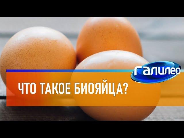 Галилео  Что такое биояйца?