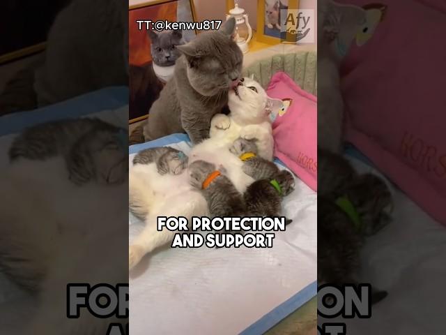 Here is why cats bring their kittens to you! 