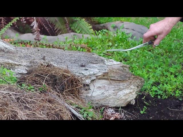 Tuatara feeding time in New Zealand