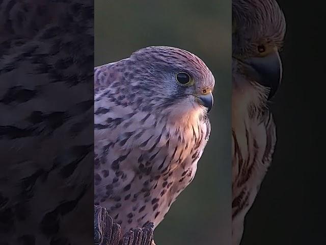 Brave, wild, beautiful: this is Jenny the kestrel