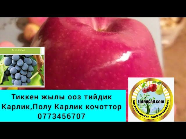 2 жылдык Интенсивдуу бак Кара-Кулжа 0773456707