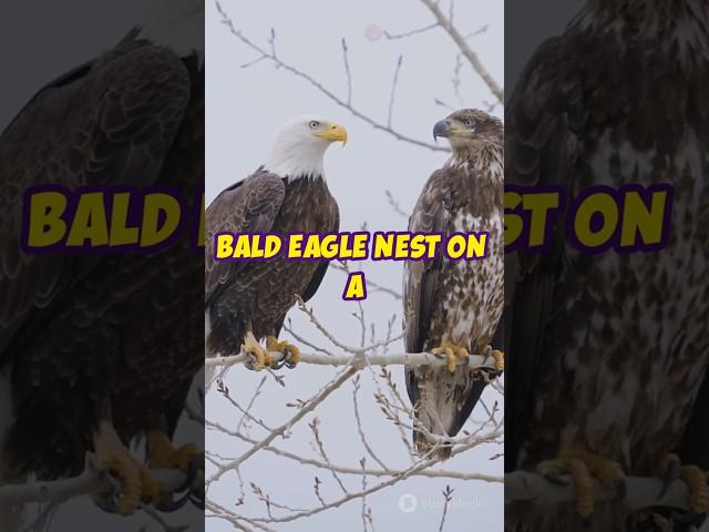 $15,000 Reward for Info on Destroyed Bald Eagle Nest#shortstrend #baldeagle #youtuber#shorts