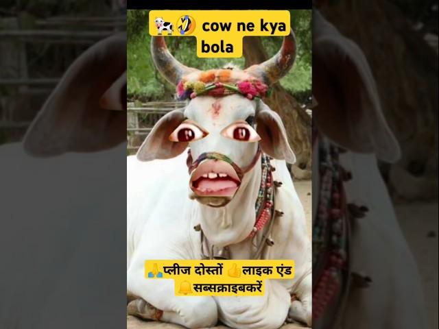 Pani Lao Re Comedy! cow videos