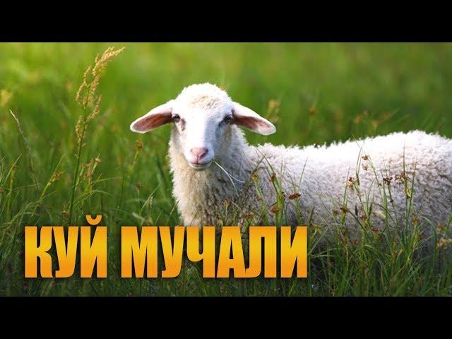 Мучаллар - Куй мучали хакида