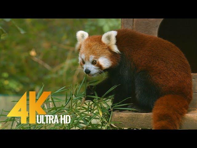 Animals in Slovenia ZOO in 4K | 1.5 Hour Relax Video with Floating Music