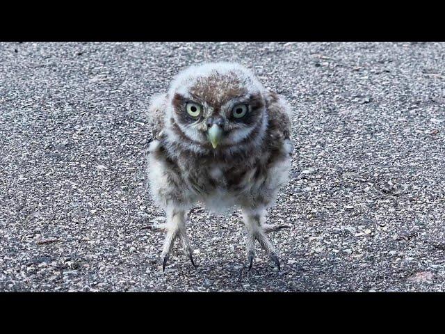 Owlet Luchik jumps on the asphalt. An little owl or a dusty dumpling with legs?