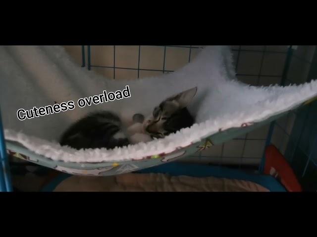 Reminiscing Precious Moments with Cat Fur-rends(Kokoro's Sentiments) Life of Pets