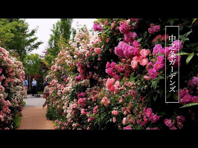 Rose garden of Nakanojo Gardens 2023 Spring. 中之条ガーデンズの春のバラ園 #rose #roses #englishgarden