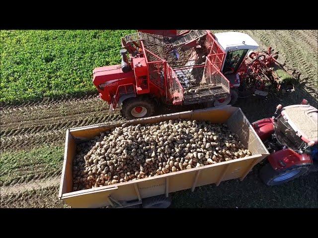 Suikerbieten rooien / Sugar Beet Harvest / Zuckerrüben ernte / Vervaet Beet Eater / Bietenoogst